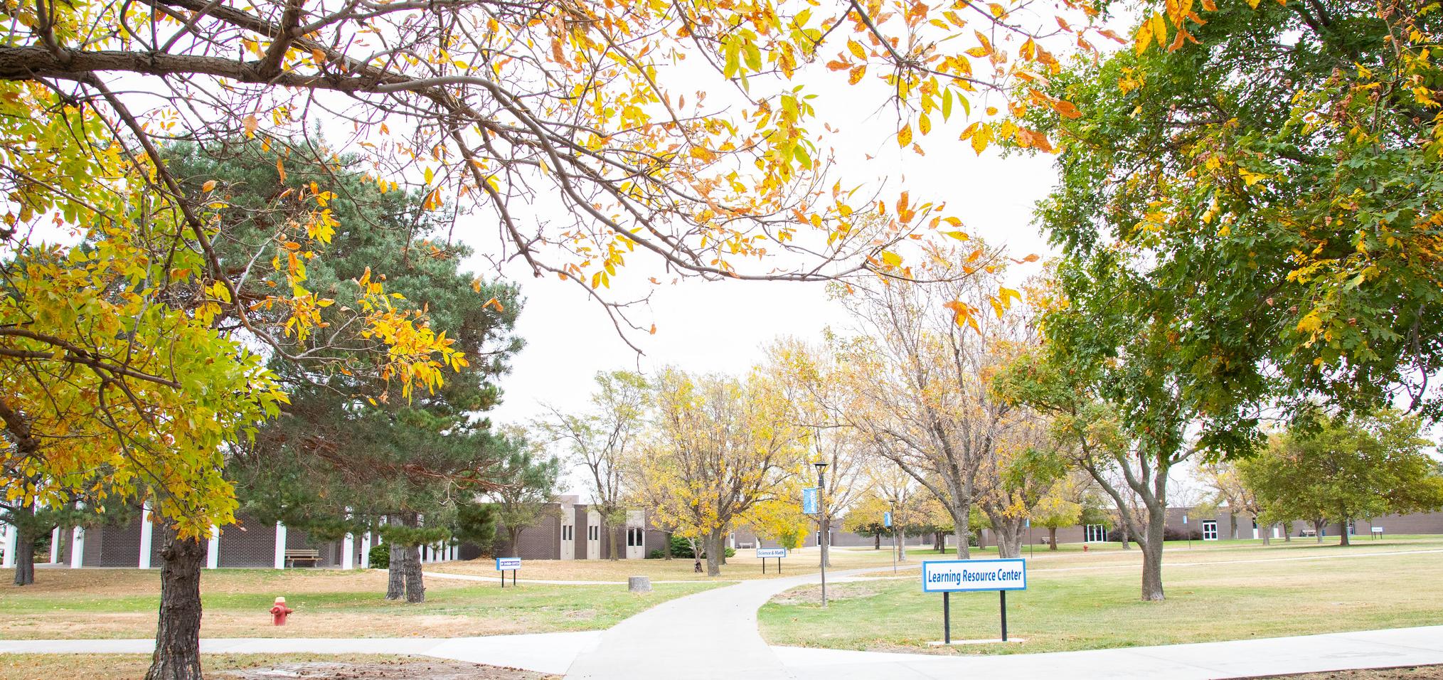 Fall trees by campus sidewalks